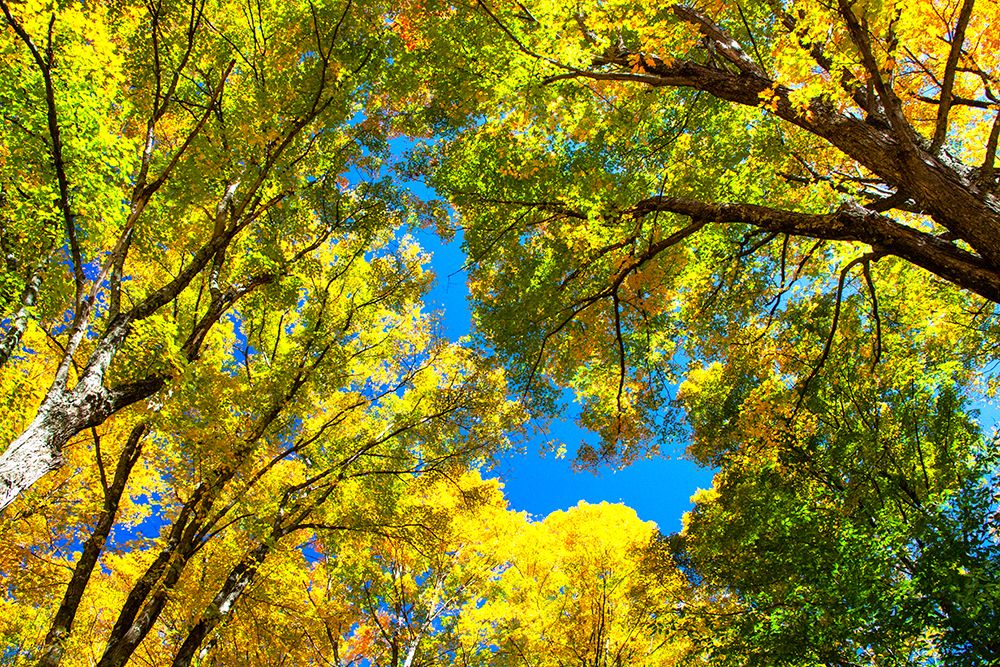 USA-New England-Vermont Autumn looking up into Sugar Maple Trees art print by Sylvia Gulin for $57.95 CAD