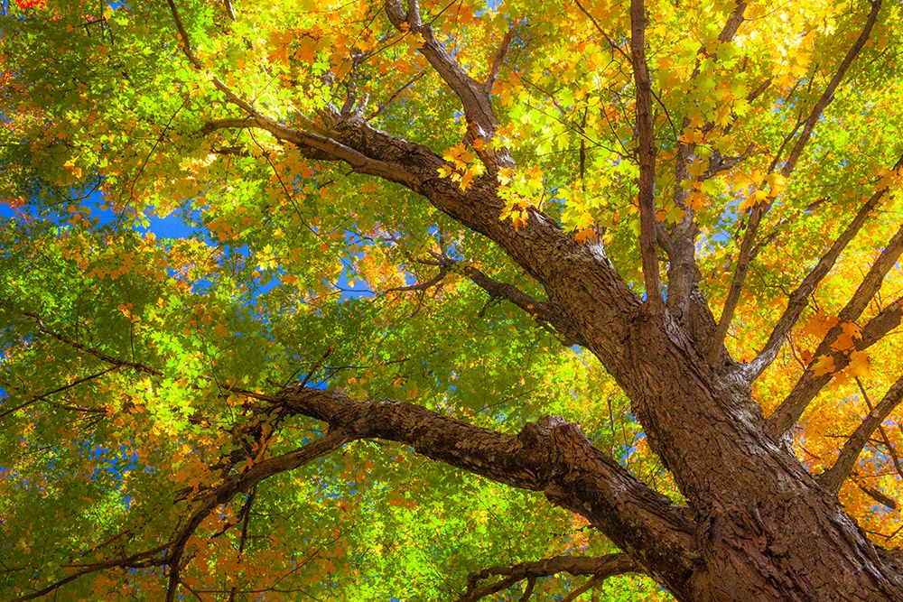USA-New England-Vermont Autumn looking up into Sugar Maple Trees art print by Sylvia Gulin for $57.95 CAD