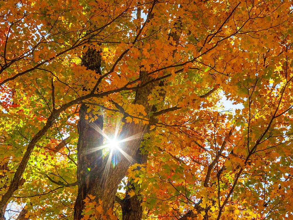 USA-New England-Vermont Autumn looking up into Sugar Maple Trees with star burst art print by Sylvia Gulin for $57.95 CAD