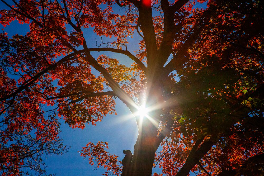 USA-New England-Vermont Autumn looking up into Sugar Maple Trees with star burst art print by Sylvia Gulin for $57.95 CAD
