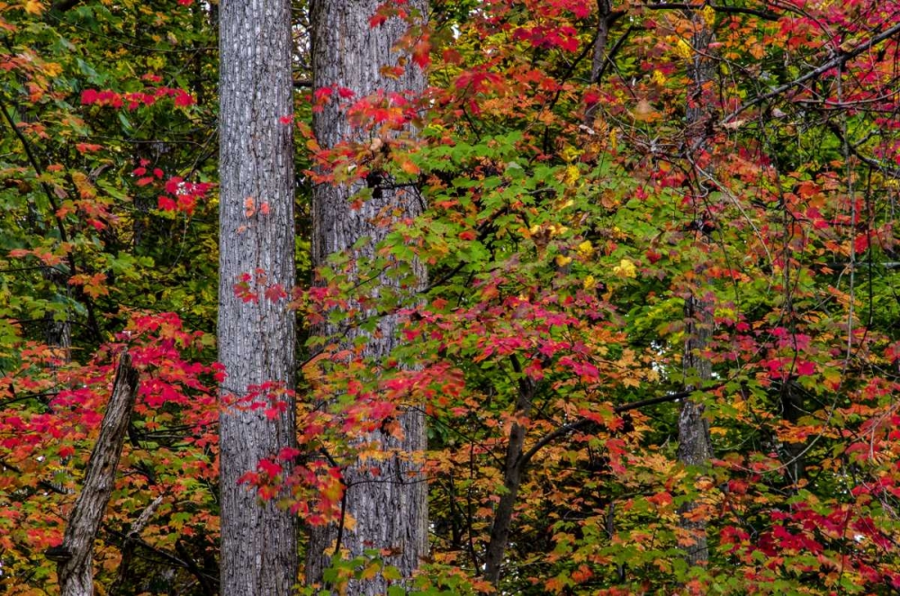 Virginia, Great Falls Park Autumn color on trees art print by Jay OBrien for $57.95 CAD