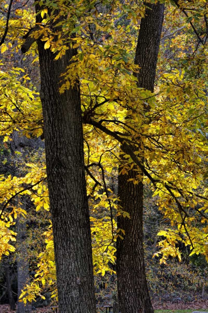 Virginia, McLean Scenic in Great Falls SP art print by Jay OBrien for $57.95 CAD