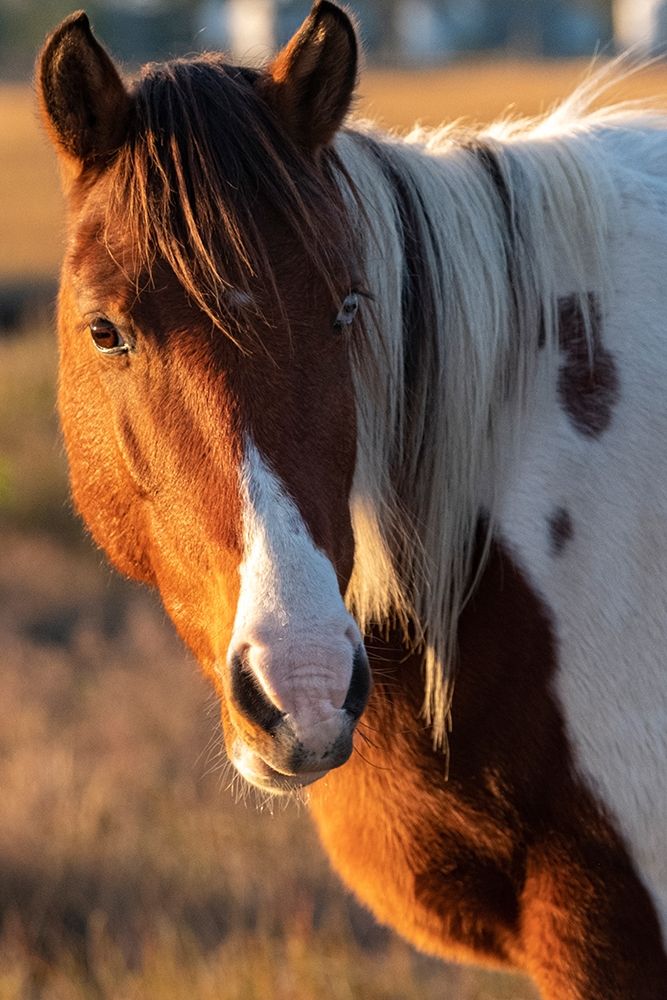 Assateague Island-pony art print by George Theodore for $57.95 CAD