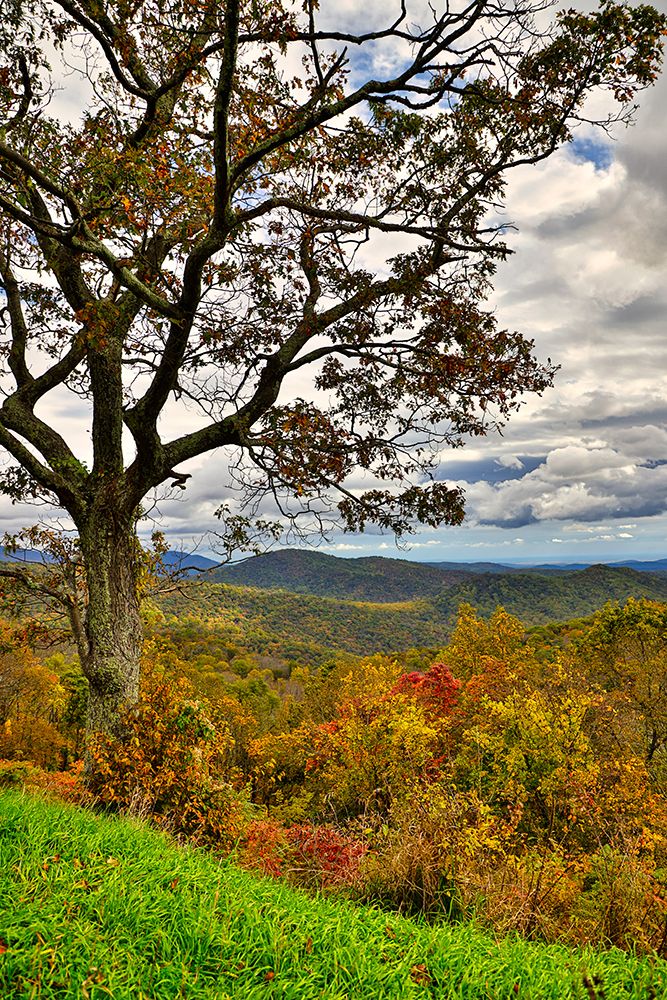 USA-Virginia-Shenandoah National Park-fall color art print by Hollice Looney for $57.95 CAD