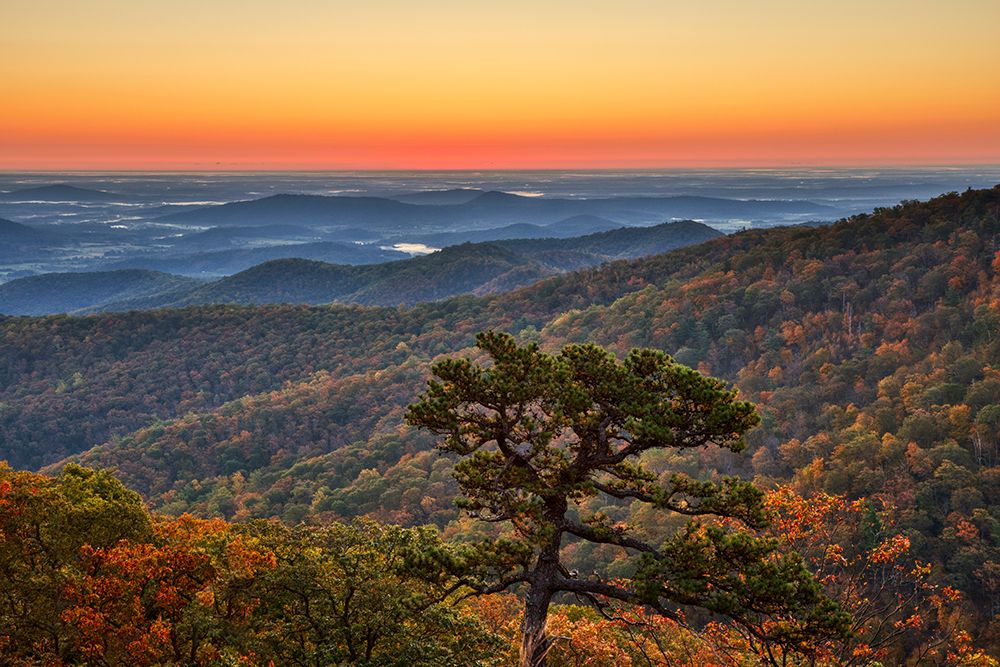 USA-Virginia-Shenandoah National Park-Sunrise along Skyline Drive in the Fall art print by Hollice Looney for $57.95 CAD