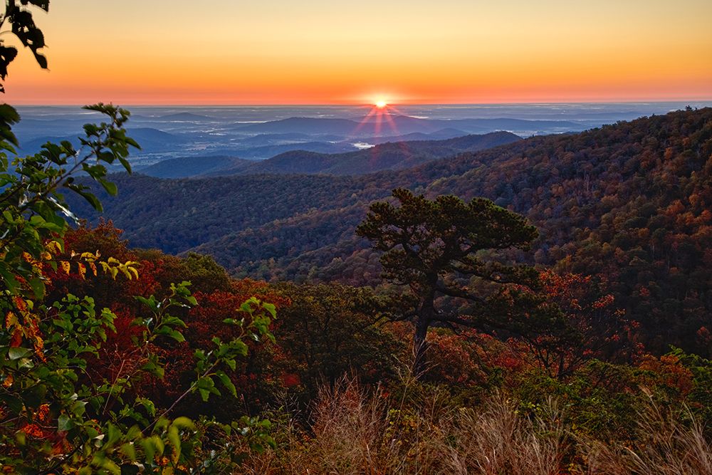 USA-Virginia-Shenandoah National Park-Sunrise along Skyline Drive in the Fall art print by Hollice Looney for $57.95 CAD