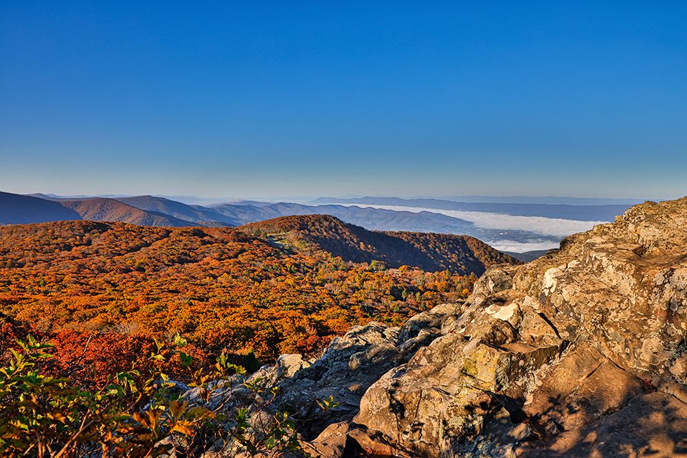 USA-Virginia-Shenandoah National Park-fall color in the park art print by Hollice Looney for $57.95 CAD