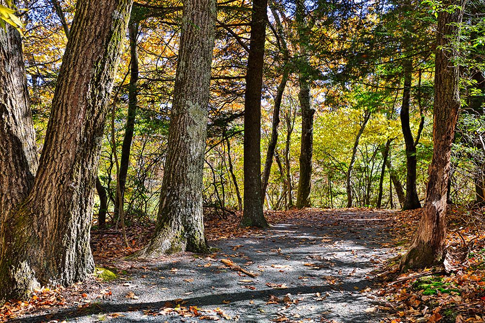 USA-Virginia-Shenandoah National Park-fall color in the park art print by Hollice Looney for $57.95 CAD
