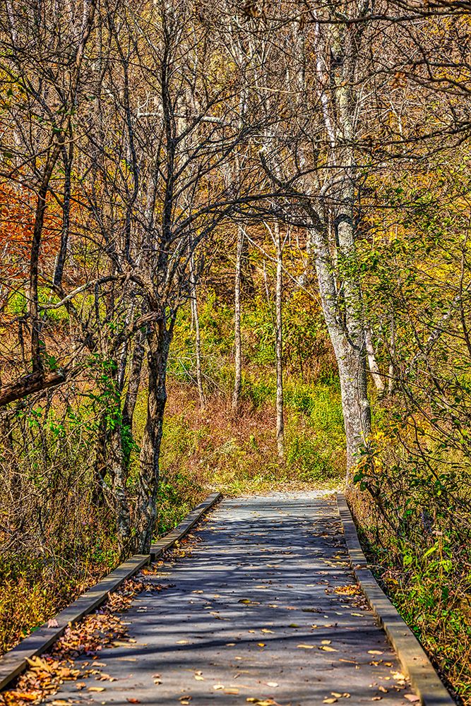 USA-Virginia-Shenandoah National Park-fall color in the park art print by Hollice Looney for $57.95 CAD