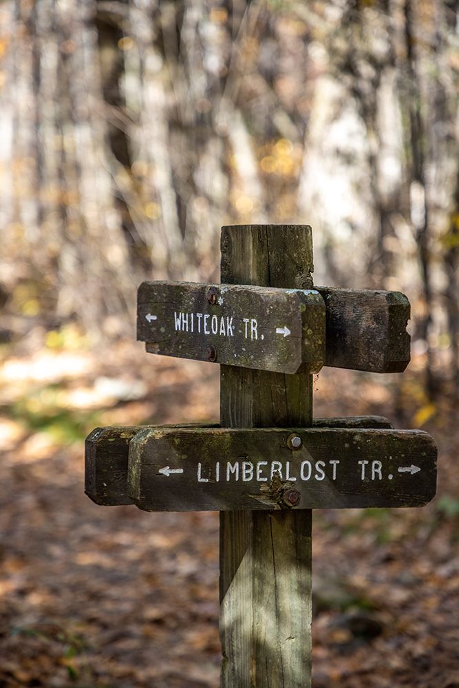 USA-Virginia-Shenandoah National Park-Wooden trail marker for the White Oak Trail and Limberlost Tr art print by Hollice Looney for $57.95 CAD