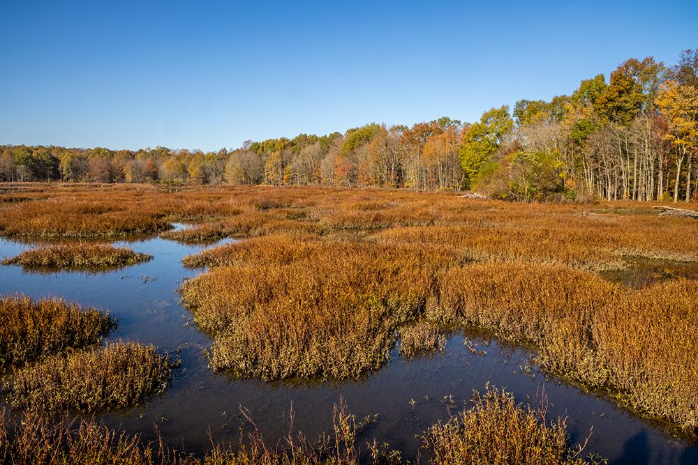 USA-Virginia-Alexandria-Huntley Meadows Park and fall color art print by Hollice Looney for $57.95 CAD