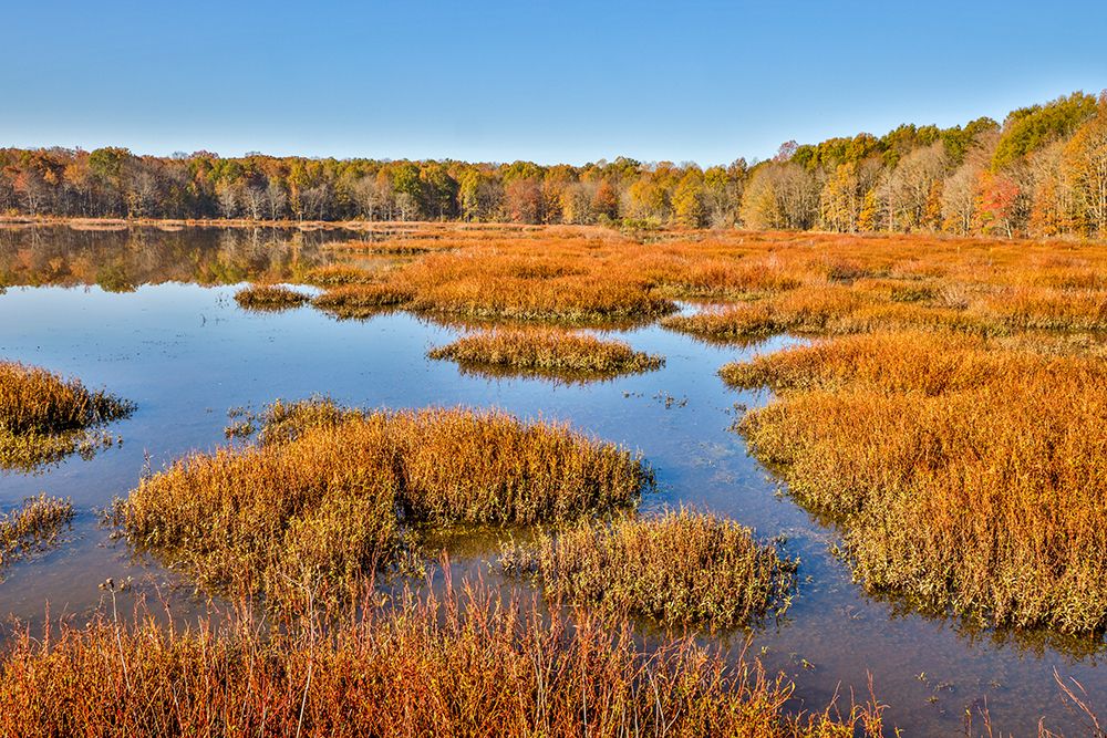 USA-Virginia-Alexandria-Huntley Meadows Park and fall color art print by Hollice Looney for $57.95 CAD