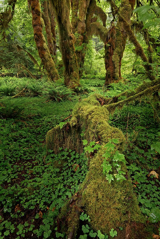 Big Leaf Maple tree draped with Club Moss-Hoh Rainforest-Olympic National Park-Washington State art print by Adam Jones for $57.95 CAD