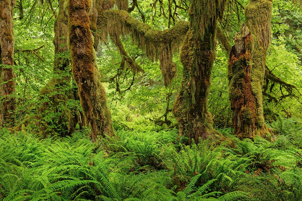 Big Leaf Maple tree draped with Club Moss-Hoh Rainforest-Olympic National Park-Washington State art print by Adam Jones for $57.95 CAD