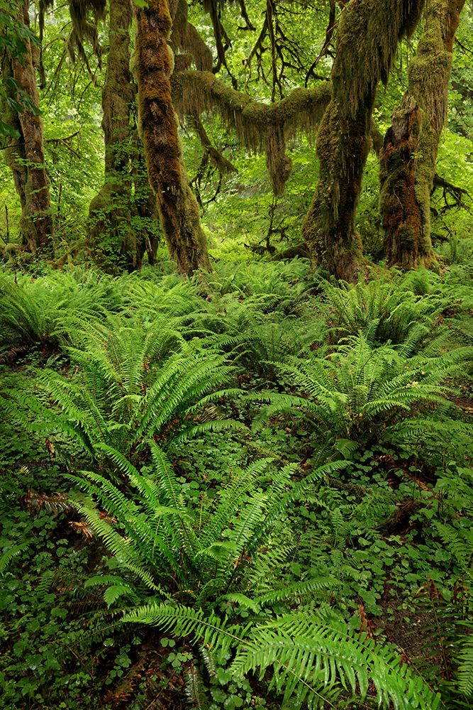 Big Leaf Maple tree draped with Club Moss-Hoh Rainforest-Olympic National Park-Washington State art print by Adam Jones for $57.95 CAD