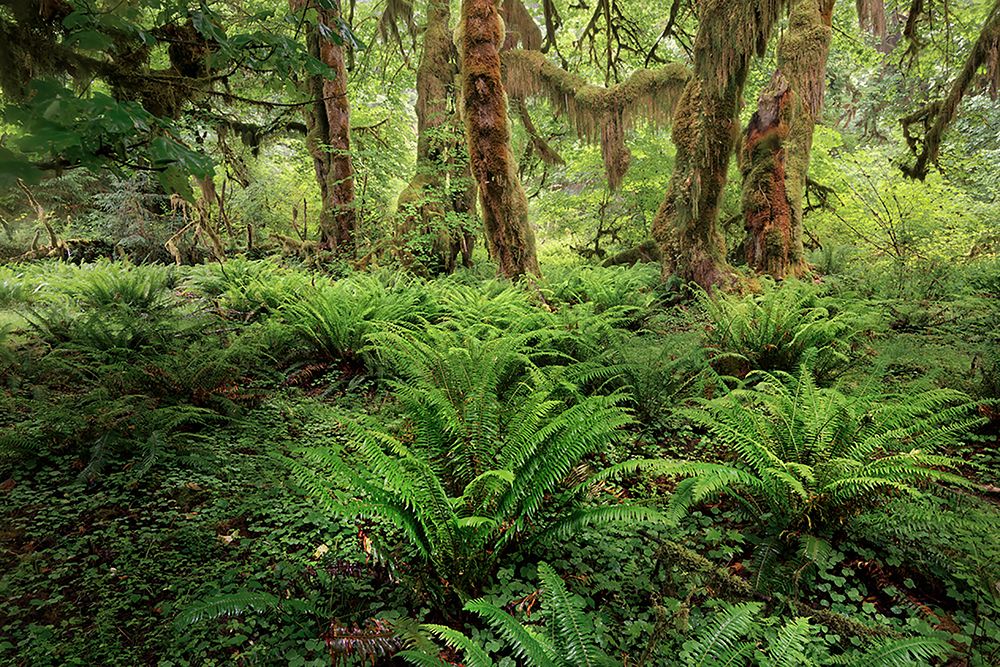 Ferns and Big Leaf Maple tree draped with Club Moss-Hoh Rainforest-Olympic National Park art print by Adam Jones for $57.95 CAD