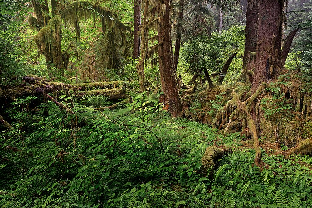 Nurse log and Big Leaf Maple tree draped with Club Moss-Hoh Rainforest-Olympic National Park art print by Adam Jones for $57.95 CAD