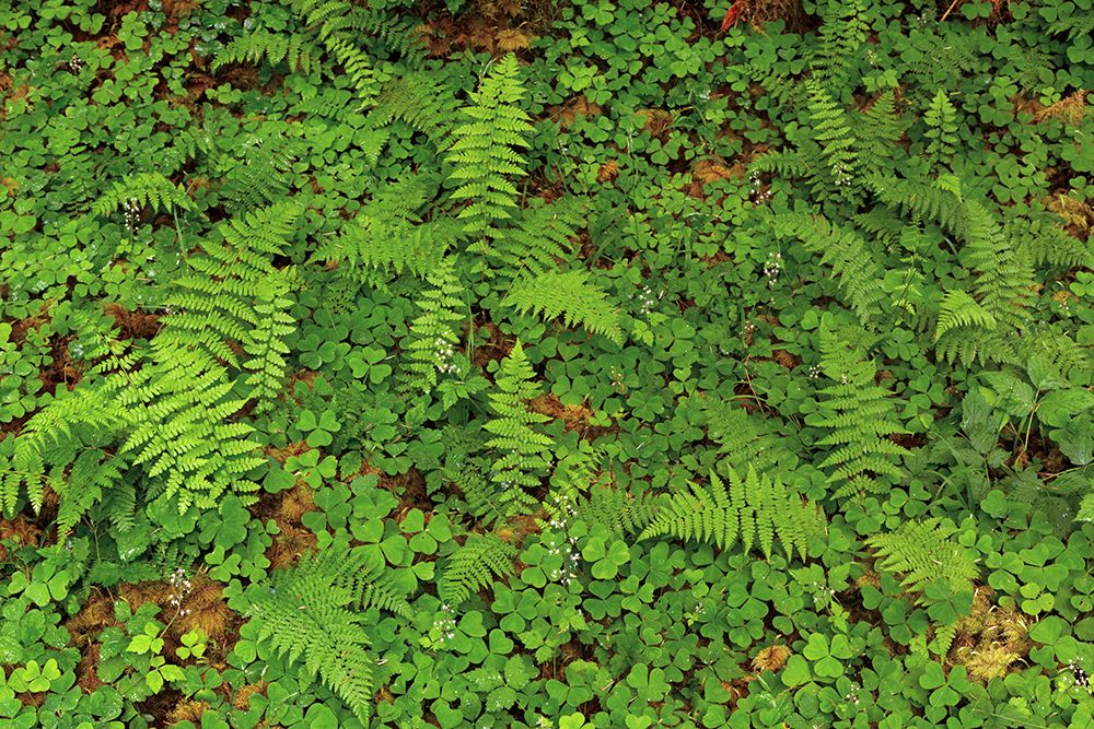 Ferns and sorrel on forest floor-Hoh Rainforest-Olympic National Park-Washington State art print by Adam Jones for $57.95 CAD