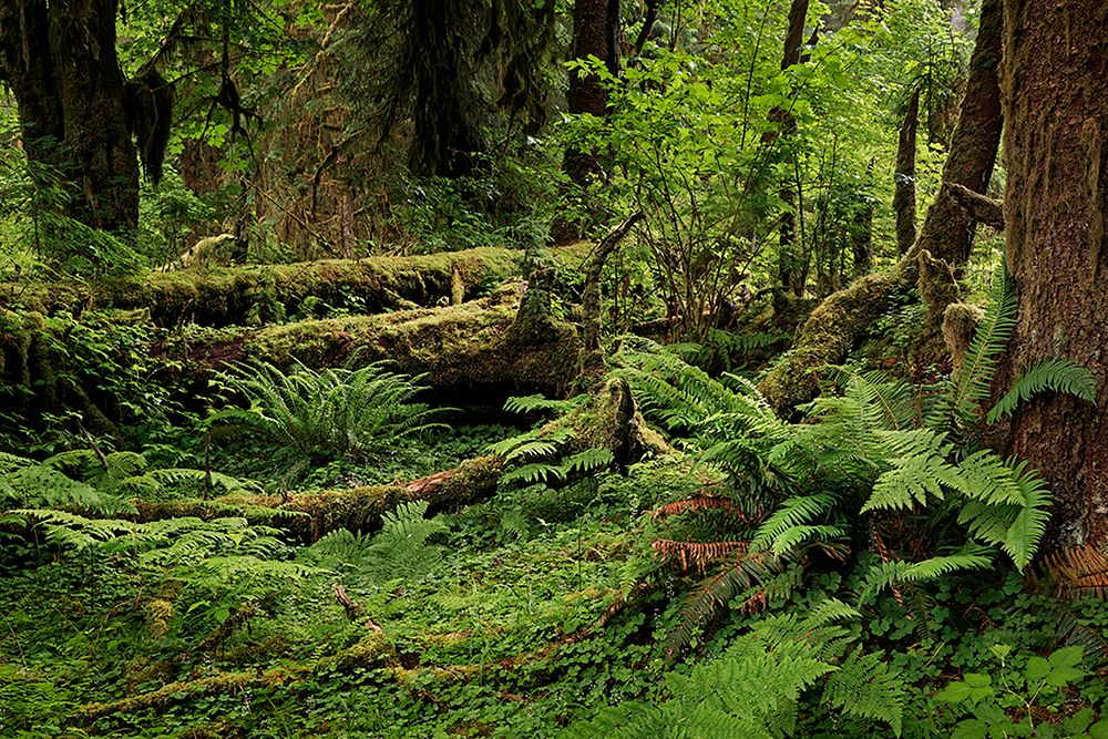 Big Leaf Maple tree draped with Club Moss-Hoh Rainforest-Olympic National Park-Washington State art print by Adam Jones for $57.95 CAD