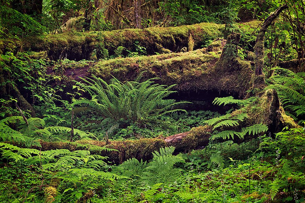 Big Leaf Maple tree draped with Club Moss-Hoh Rainforest-Olympic National Park-Washington State art print by Adam Jones for $57.95 CAD
