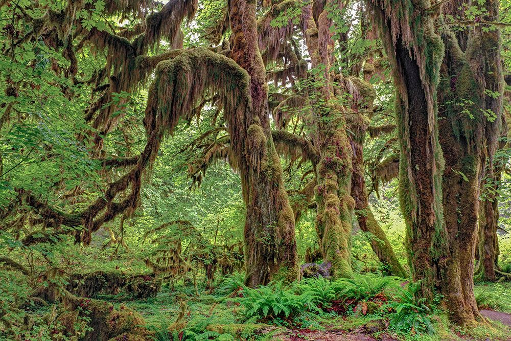 Big Leaf Maple tree draped with Club Moss-Hoh Rainforest-Olympic National Park-Washington State art print by Adam Jones for $57.95 CAD
