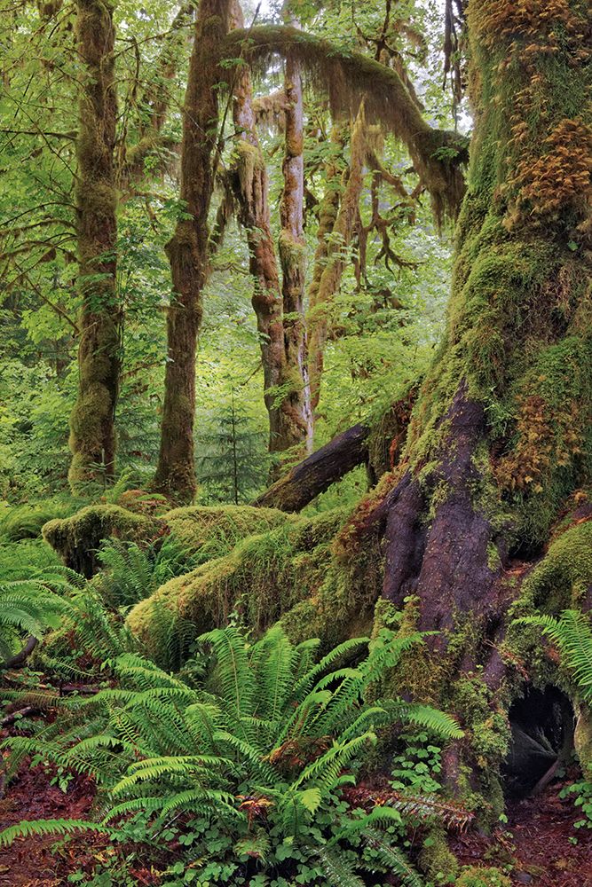 Ferns and Big Leaf Maple tree draped with Club Moss-Hoh Rainforest-Olympic National Park art print by Adam Jones for $57.95 CAD