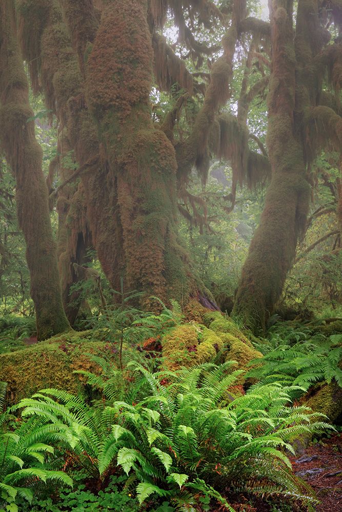 Big Leaf Maple tree draped with Club Moss-Hoh Rainforest-Olympic National Park-Washington State art print by Adam Jones for $57.95 CAD