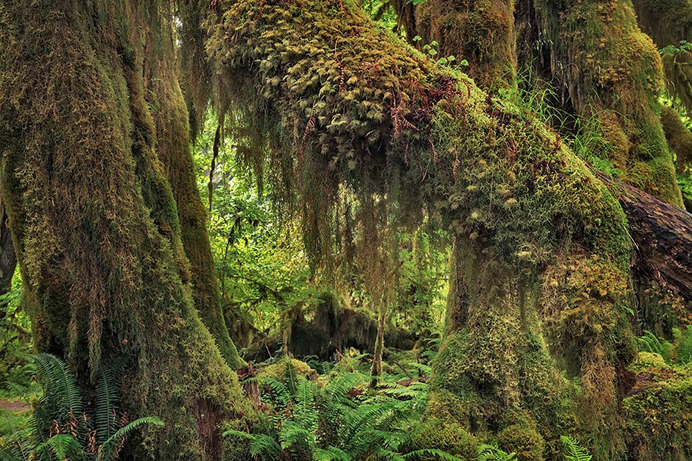 Big Leaf Maple tree draped with Club Moss-Hoh Rainforest-Olympic National Park-Washington State art print by Adam Jones for $57.95 CAD