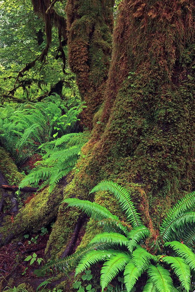Big Leaf Maple tree draped with Club Moss-Hoh Rainforest-Olympic National Park-Washington State art print by Adam Jones for $57.95 CAD