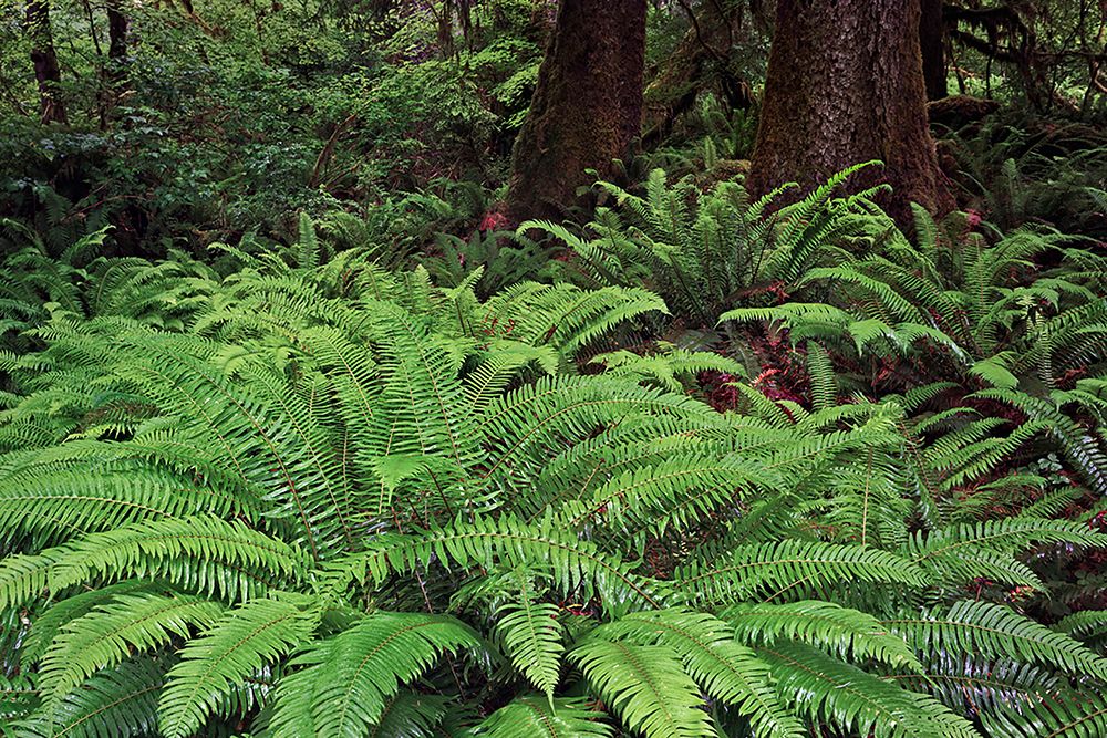 Ferns-Hoh Rainforest-Olympic National Park-Washington State art print by Adam Jones for $57.95 CAD