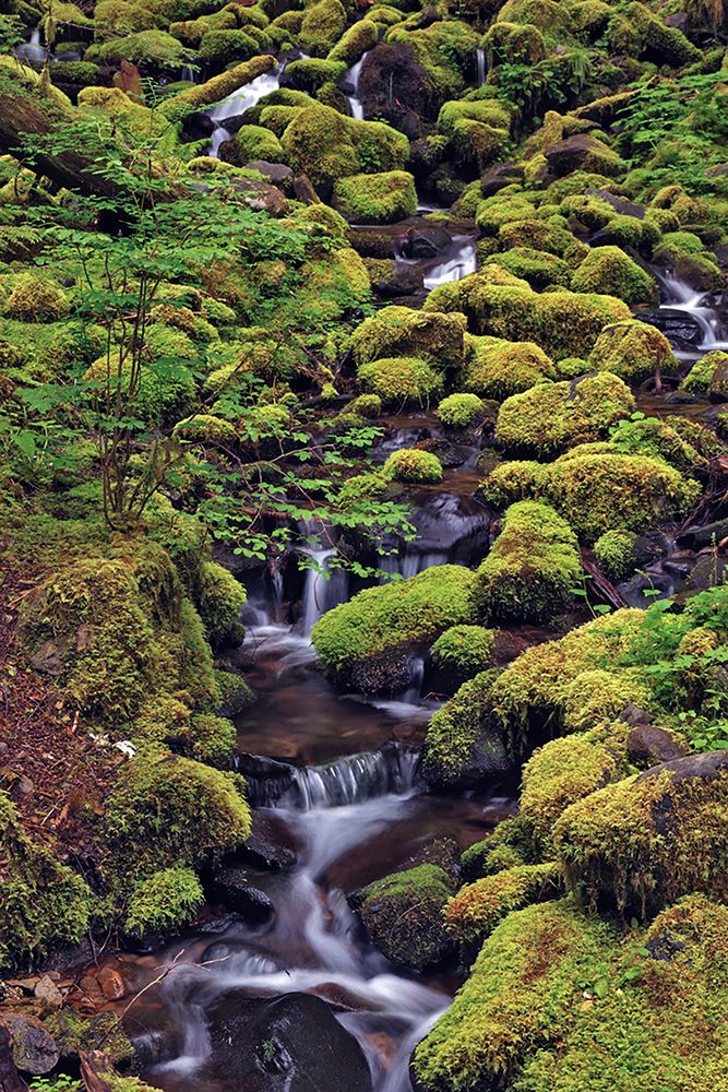 Small stream cascading through moss covered rocks-Hoh Rainforest-Olympic National Park art print by Adam Jones for $57.95 CAD