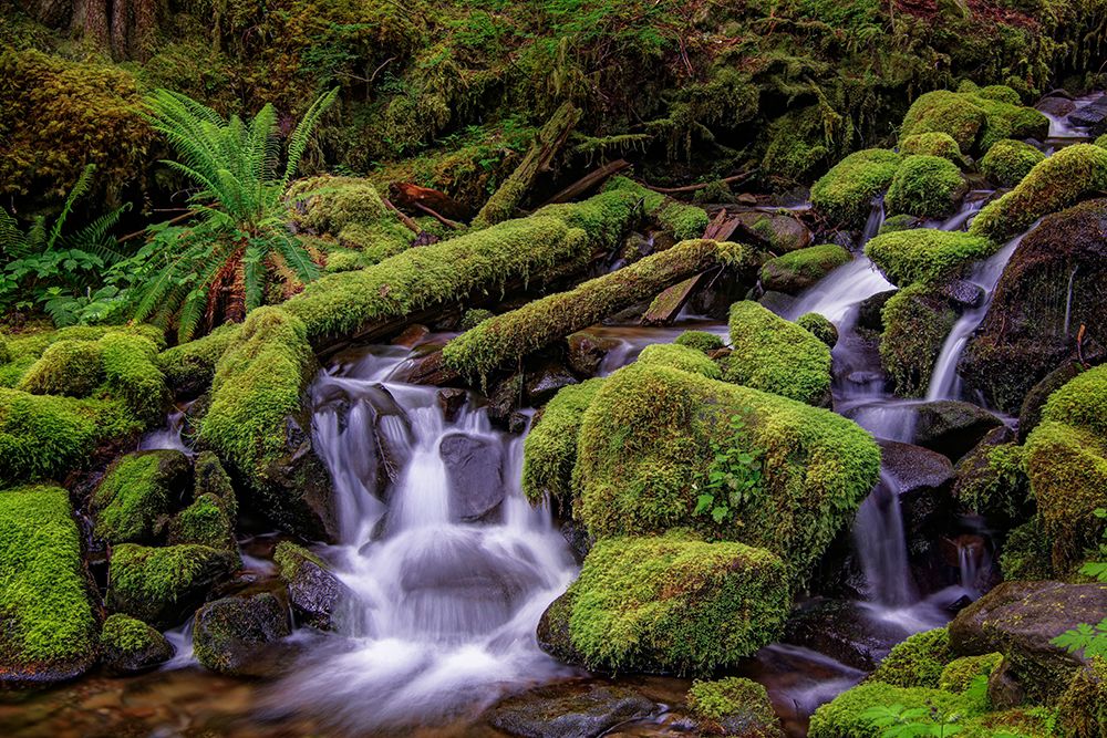 Small stream cascading through moss covered rocks-Hoh Rainforest-Olympic National Park art print by Adam Jones for $57.95 CAD