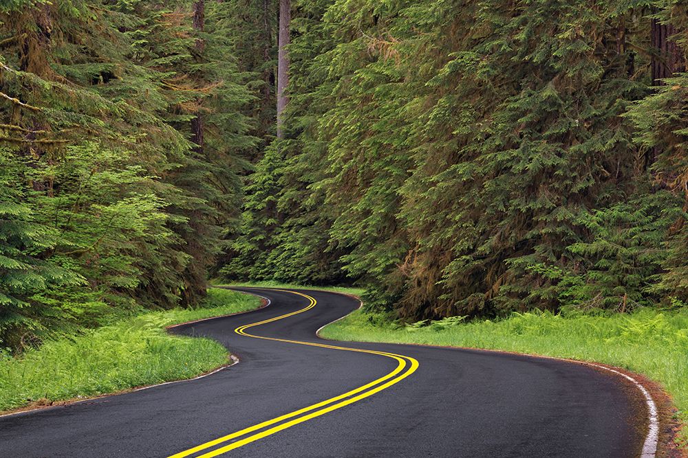 Curving road though lush forest-Olympic National Park-Washington State art print by Adam Jones for $57.95 CAD