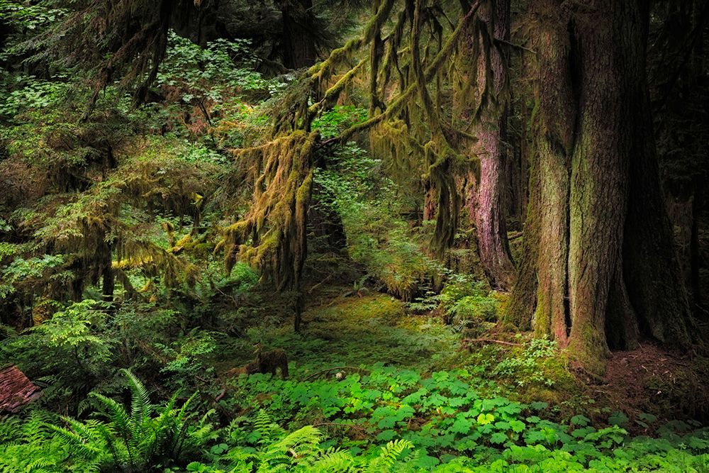 Big Leaf Maple tree draped with Club Moss-Hoh Rainforest-Olympic National Park-Washington State art print by Adam Jones for $57.95 CAD