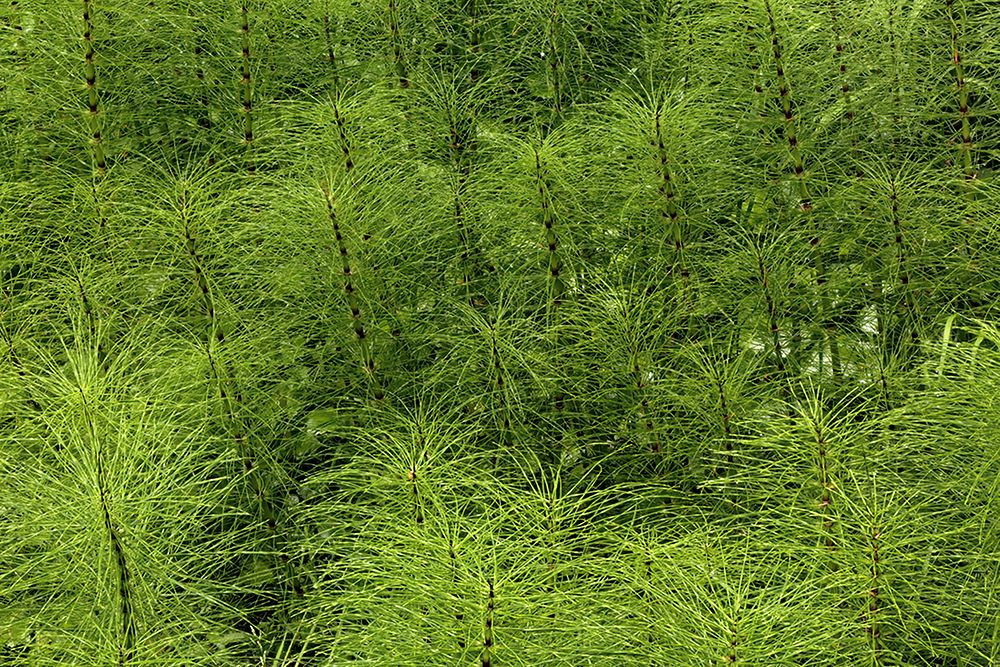 Horsetail ferns-Hoh Rainforest-Olympic National Park-Washington State art print by Adam Jones for $57.95 CAD