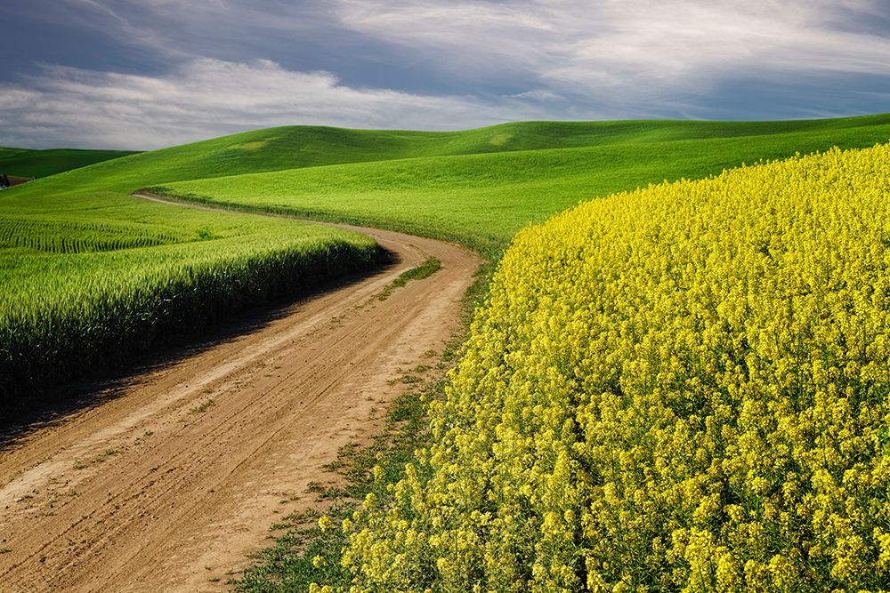 Rural farm road through yellow canola and green wheat crops art print by Adam Jones for $57.95 CAD