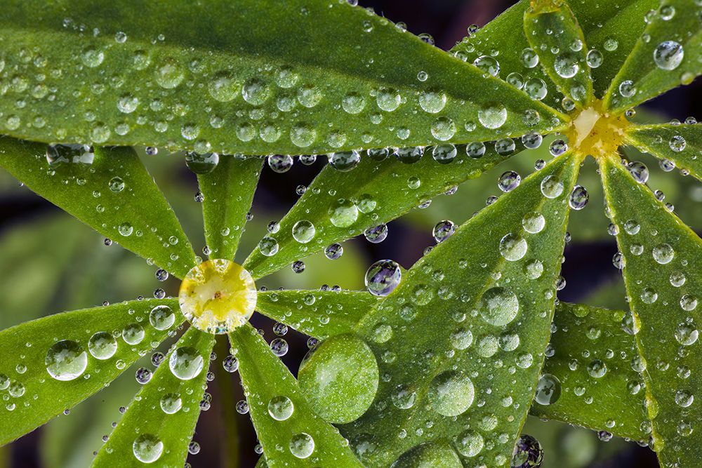 Lupine leaves and raindrops-Olympic National Park-Washington State art print by Adam Jones for $57.95 CAD