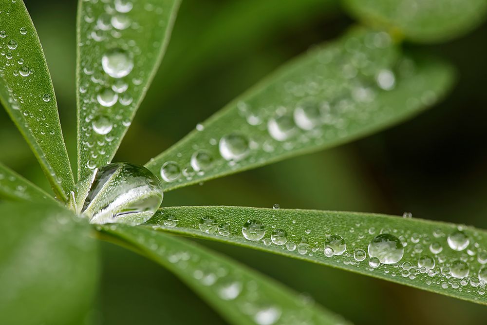 Lupine leaves and raindrops-Olympic National Park-Washington State art print by Adam Jones for $57.95 CAD