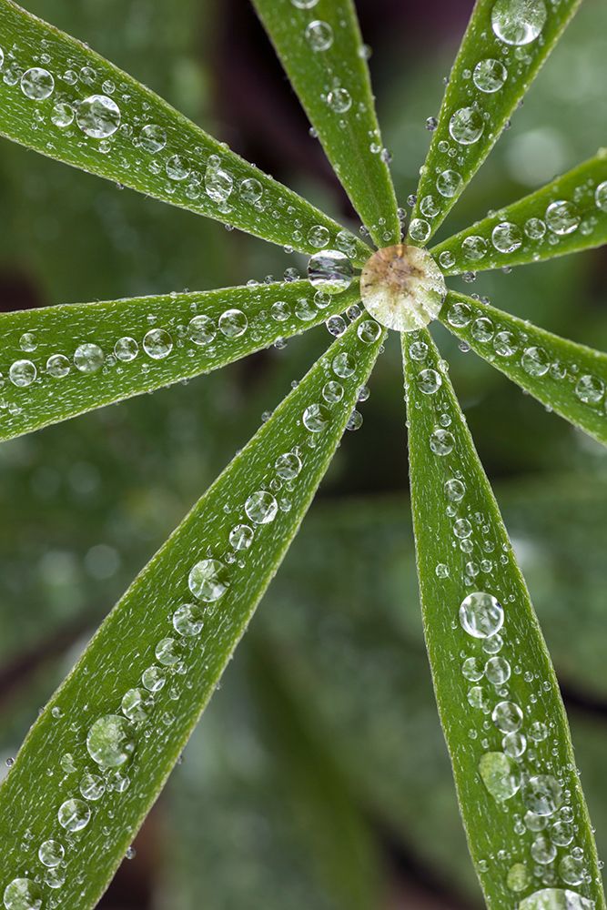 Lupine leaves and raindrops-Olympic National Park-Washington State art print by Adam Jones for $57.95 CAD
