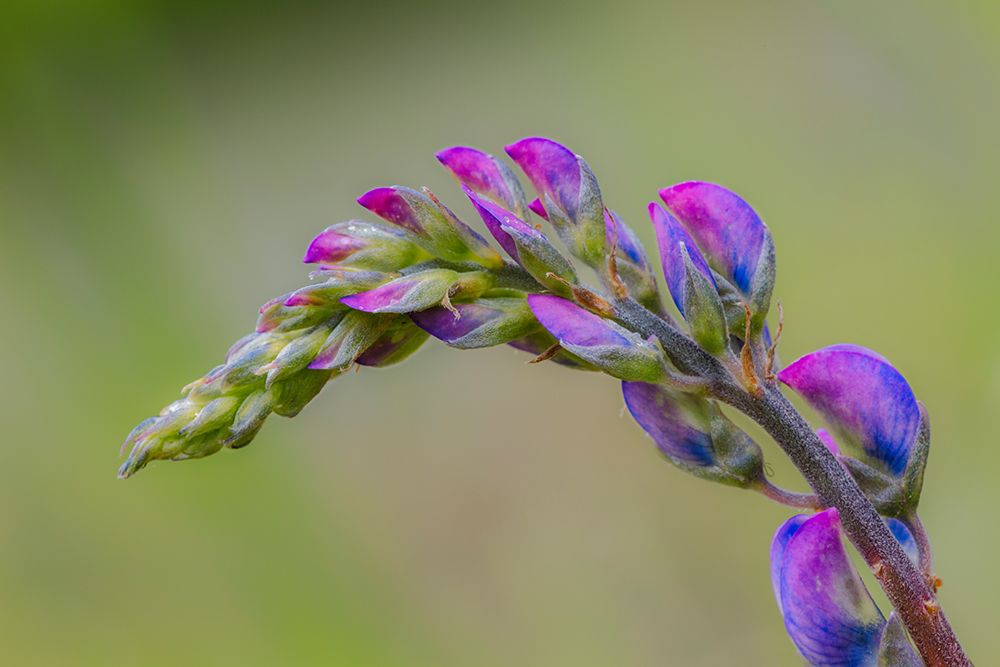 Lupine flower opening up-Olympic National Park-Washington State art print by Adam Jones for $57.95 CAD