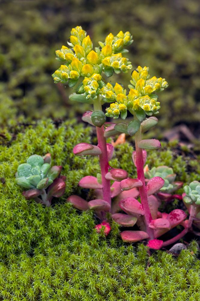 Broadleaf stonecrop-Olympic National Park-Washington State art print by Adam Jones for $57.95 CAD