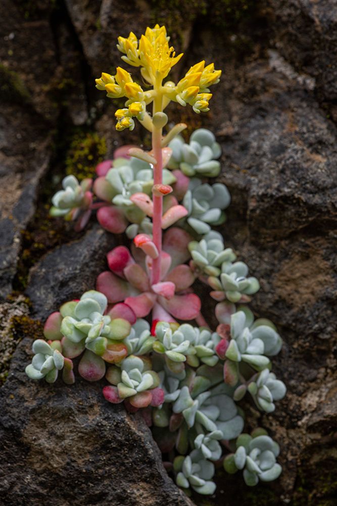 Broadleaf stonecrop-Olympic National Park-Washington State art print by Adam Jones for $57.95 CAD