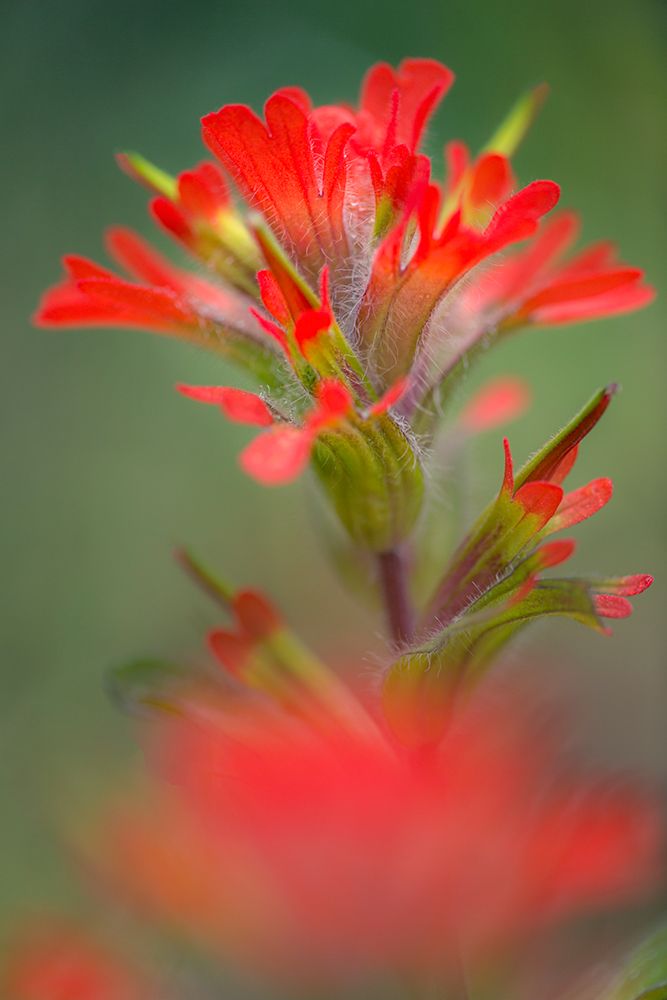 Indian paintbrush-Olympic National Park-Washington State art print by Adam Jones for $57.95 CAD