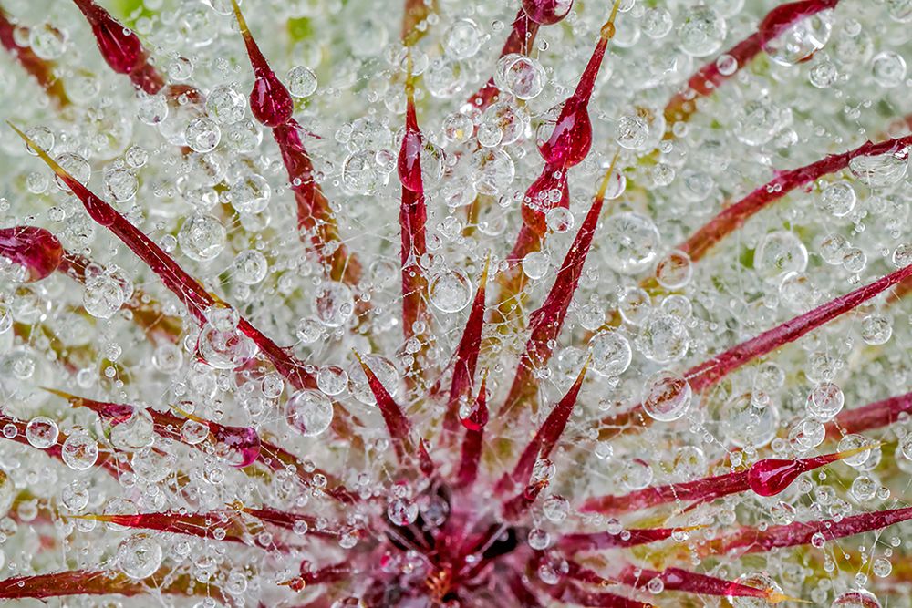 Water drops on thistle-Hurricane Ridge-Olympic National Park-Washington State art print by Adam Jones for $57.95 CAD