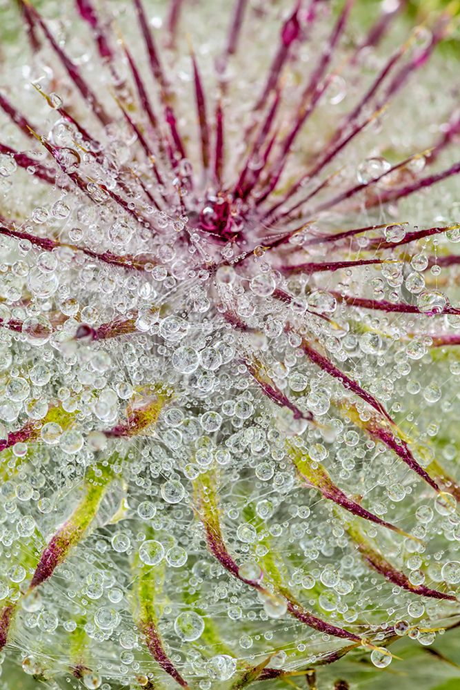 Water drops on thistle-Hurricane Ridge-Olympic National Park-Washington State art print by Adam Jones for $57.95 CAD