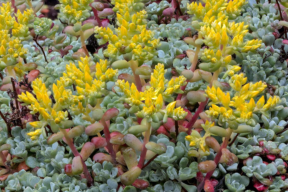 Broadleaf stonecrop-Olympic National Park-Washington State art print by Adam Jones for $57.95 CAD