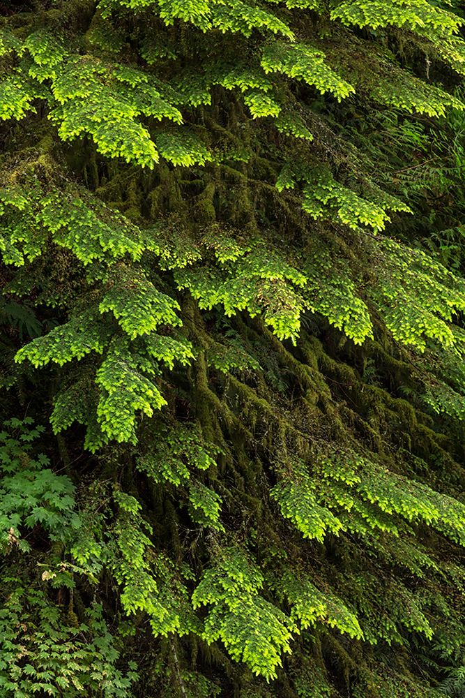 Western hemlock tree-Hoh Rainforest-Olympic National Park-Washington State art print by Adam Jones for $57.95 CAD