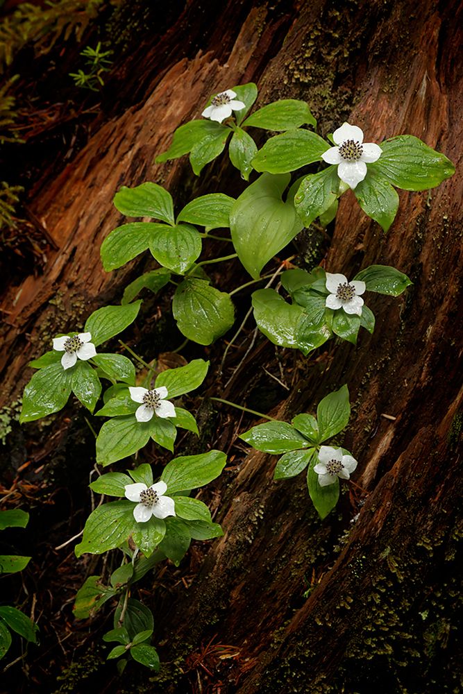 Dogwood bunchberry-Olympic National Park-Washington State art print by Adam Jones for $57.95 CAD