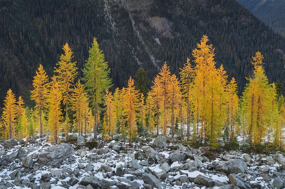 Alpine Larches (Larix lyallii) in autumn color North Cascades-Washington State art print by Alan Majchrowicz for $57.95 CAD