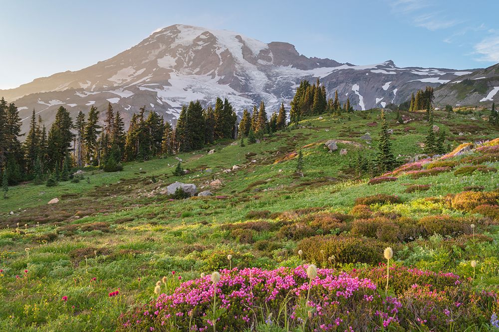 Paradise-wildflower meadow Mount Rainier National Park-Washington State art print by Alan Majchrowicz for $57.95 CAD
